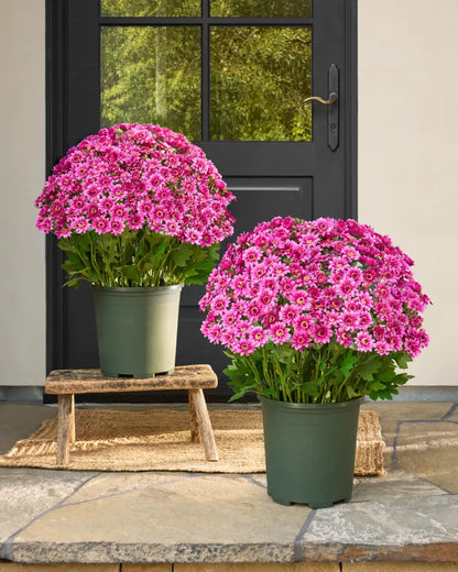 💥Last Day Each - Artificial Outdoor Sunset Mums Flowers -  Waterproof, Windproof